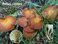 Suillus cavipes-amf2157